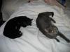 IMG 1992 IMG 1992