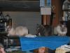 IMG 0249