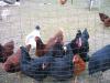 IMG 0382 IMG 0382